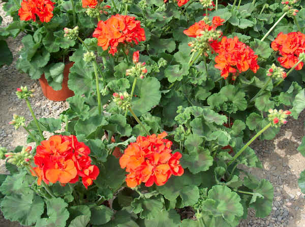 BUSQUEMOS HERMOSAS FLORES - Página 19 Pelargonium_zonale