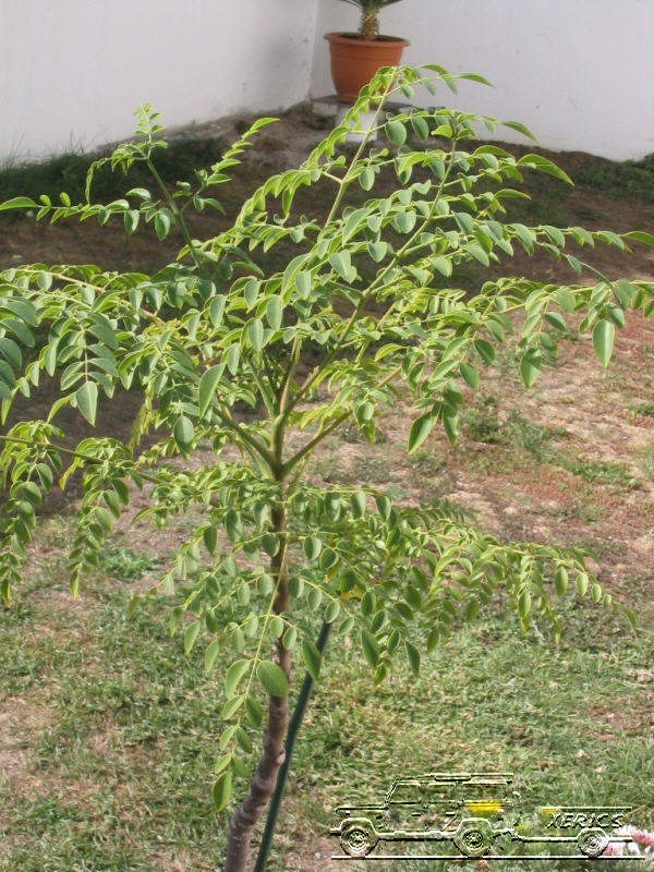 Moringa oleífera: “el árbol milagro” Moringa%20004