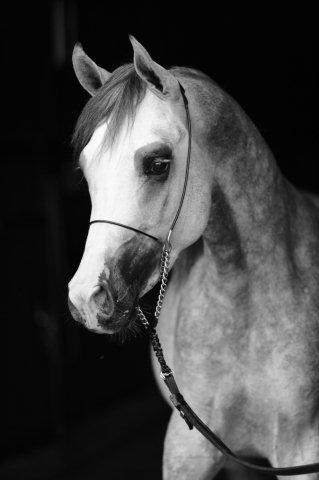 Laquelle? NUREYEV-juin-2010