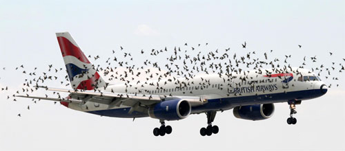 Zanimljivosti o avionima Birdsplanes