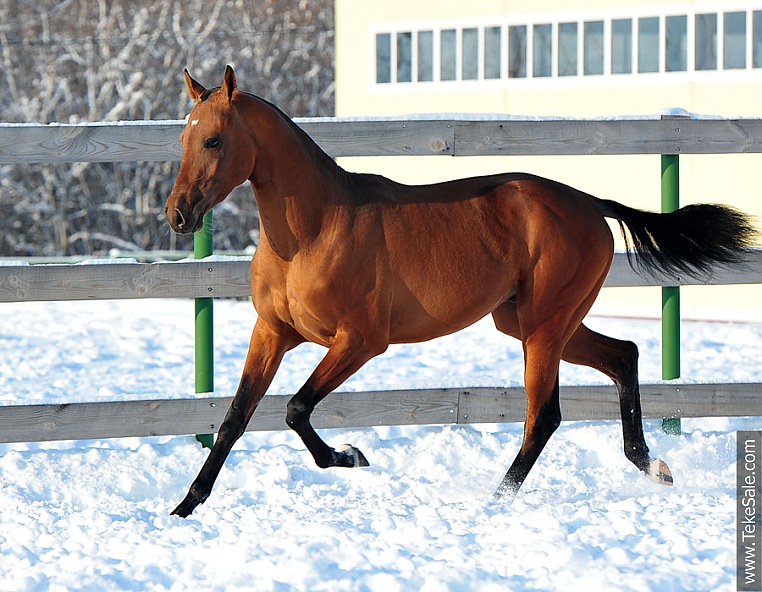 Caballos en venta (en el rol) ACTUALIZADA 03/01/13 2303_1327579884.12