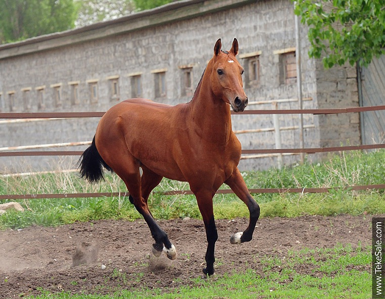 Caballos en venta (en el rol) ACTUALIZADA 03/01/13 2303_1337168875.7