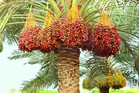 الحصول على شتلات نخيل التمر بتقنيات حديثة Palm_tree_dates_03062013