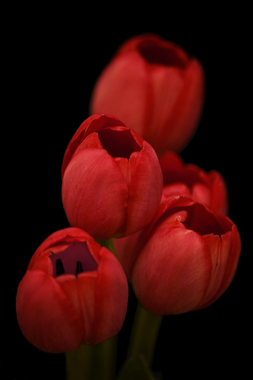 ترحيب Or_tulip_0140