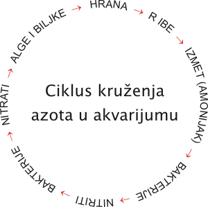 Značaj Filtracije Vode U Akvarijumu Nitrogen