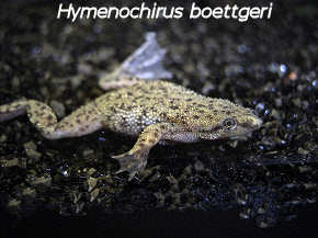 Hymenochirus boettgeri (Afrika Cce Kurbaas) 1032