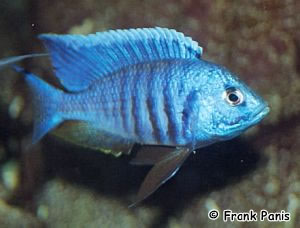 Malawi Cichlidleri \ Copadichromis azureus (Azur Cichlid 1298