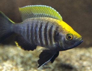 Malawi Cichlidleri \ Copadichromis sp. 266