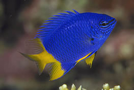 Chromis xanthurus (Sar Kuyruklu Damsel) 715