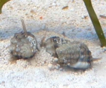 Nassarius Snail PhpPNBXIR