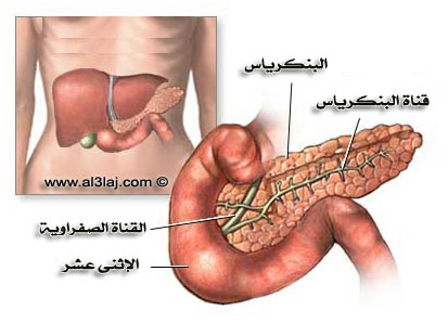 أكلات مرضى البنكرياس Pancreas