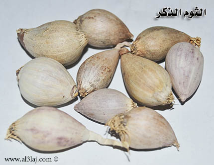 فوايد الثوم الذكر Male-Garlic