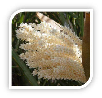 طلع النخيل وفوائده Palm-pollen
