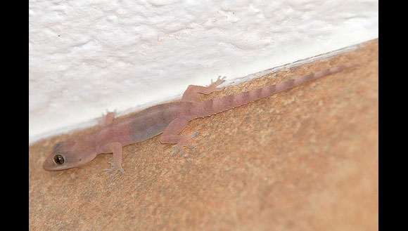 عجائب الطبيعة (20صورة) 10_Transparent-Gecko