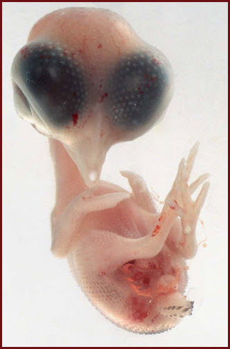 أجنة حيوانات في بطون أمهاتها Embryo-14