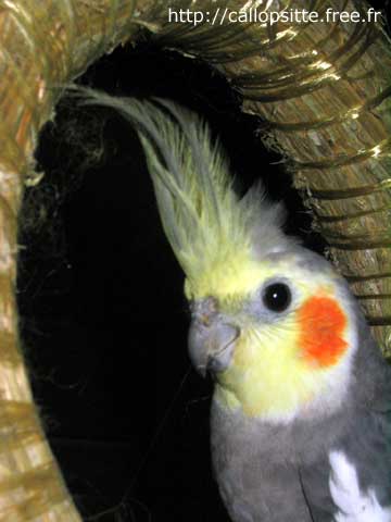صور التطور الجنيني لطائر الكوكاتيل Huppe