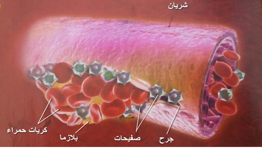 كيف يداوي الجسم جروحه؟ Jorh1