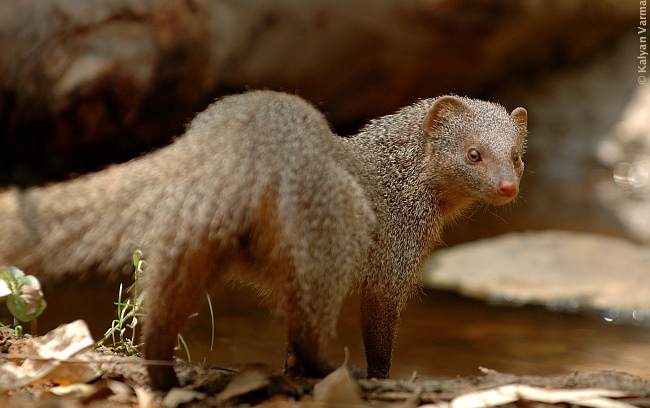 حيوان النمس Mongoose