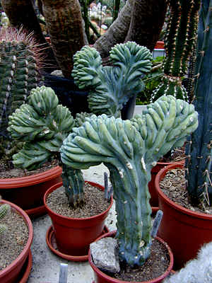 Interesantne slike kaktusa - Page 3 Cactus1