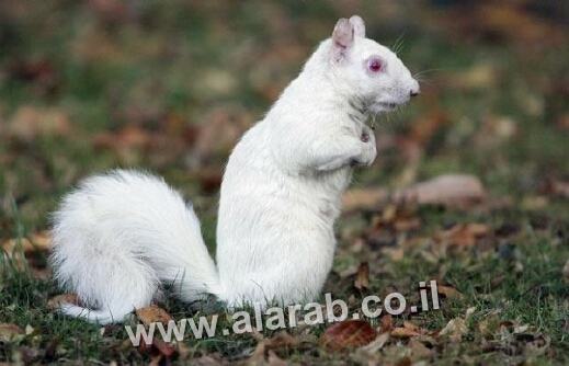 حيوانات بيضاء كالثلج ! Albino-squirrel_1501531i