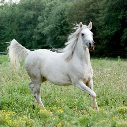 جمال الخيل( سبحان الله ) User3478_pic2717_1223414985-4aa4d4fd74d36