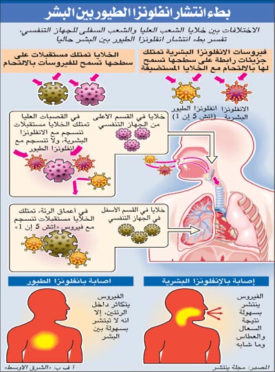 إنفلونزا الطيور Avian%20influenza