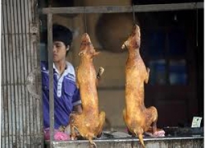  Vietnam, aty ku birrat pihen me mish qeni Qenivietnam