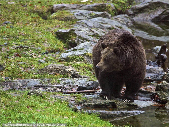 Il Pianeta è di tutti!!! - Pagina 4 Orso_bruno3