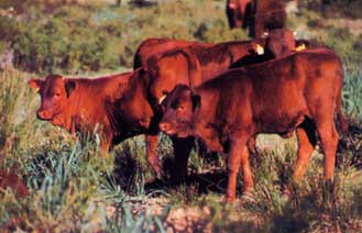 La ternera roja perfecta e imprescindible que no nacía desde el año 70 después de Cristo, nació. Ternera2