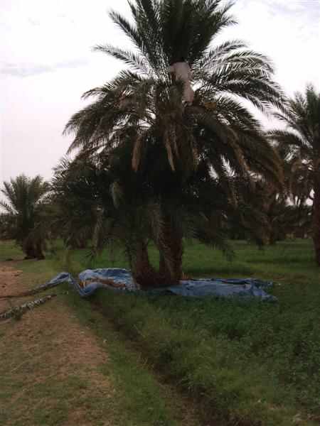 جولة سياحية فى اعماق الريف السودانى 212343