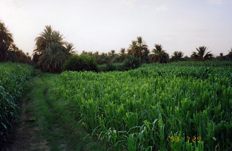جولة سياحية فى اعماق الريف السودانى - صفحة 2 909090888888888888