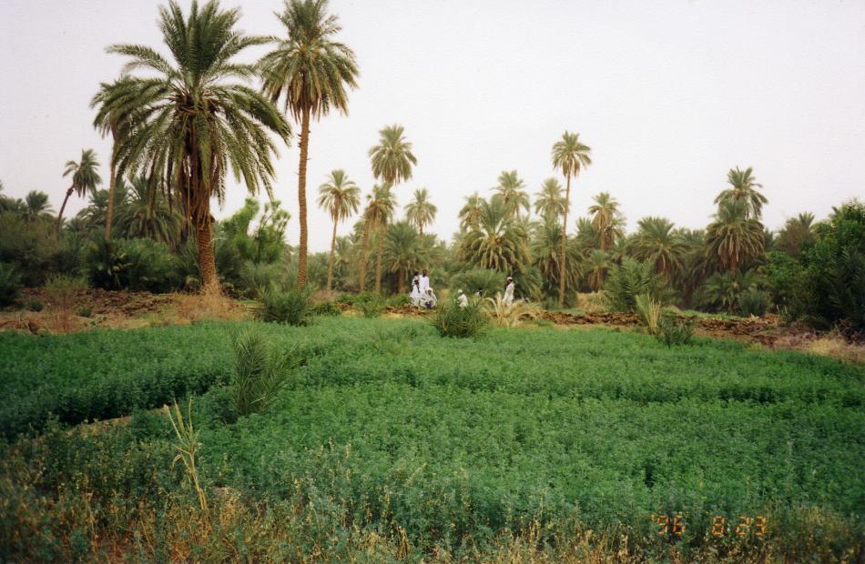 جولة سياحية فى اعماق الريف السودانى - صفحة 2 15871575160215771575160415811605157515831575157616051587157516081610
