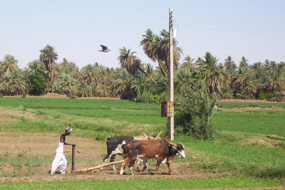 جولة سياحية فى اعماق الريف السودانى 100_2366