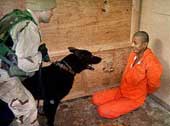 Vidéo N°18, Le film Fitna Torture-irak-9568