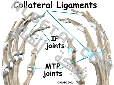 الدرس الثاني: تركيب الأصابع وطريقة عملها Collateral_ligaments