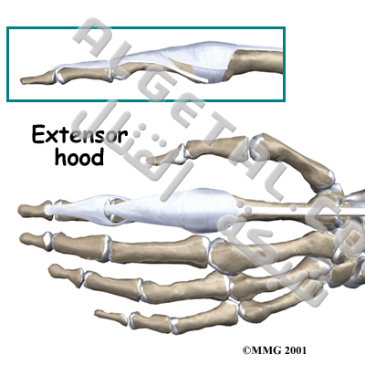 الدرس الثاني: تركيب الأصابع وطريقة عملها Extensor_hood