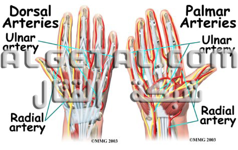 الدرس الثاني: تركيب الأصابع وطريقة عملها Hand_anatomy_arteries01a