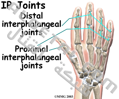 الدرس الثاني: تركيب الأصابع وطريقة عملها Hand_anatomy_ip01