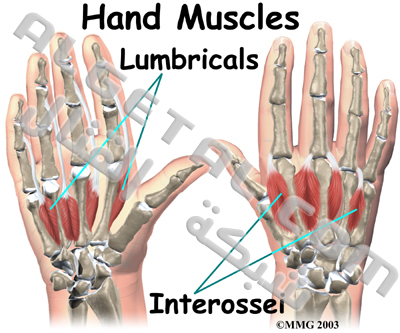 الدرس الثاني: تركيب الأصابع وطريقة عملها Hand_anatomy_m