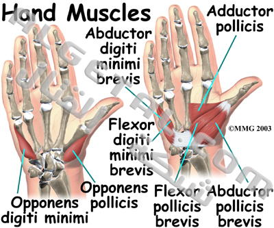 الدرس الثاني: تركيب الأصابع وطريقة عملها Hand_anatomy_muscles