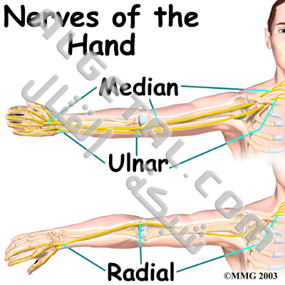 الدرس الثاني: تركيب الأصابع وطريقة عملها Hand_anatomy_nerves01