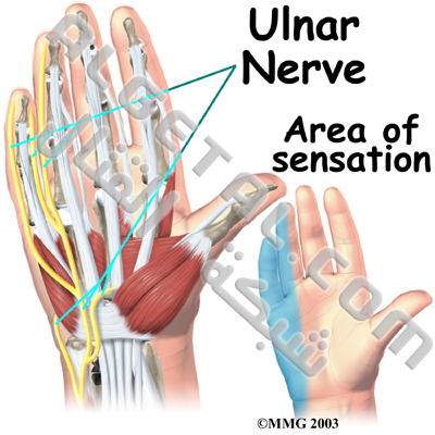 الدرس الثاني: تركيب الأصابع وطريقة عملها Hand_anatomy_nerves02