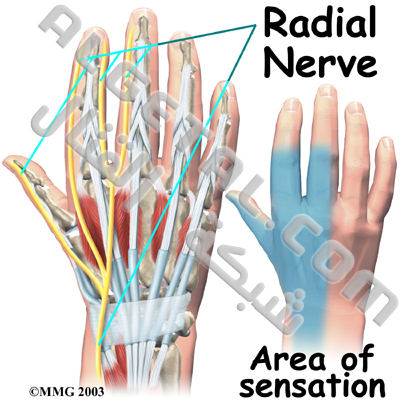 الدرس الثاني: تركيب الأصابع وطريقة عملها Hand_anatomy_nerves03