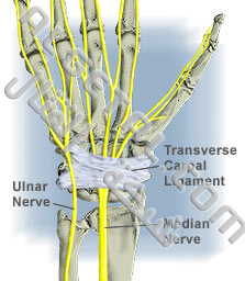 الدرس الثاني: تركيب الأصابع وطريقة عملها Hand_anatomy_nerves05