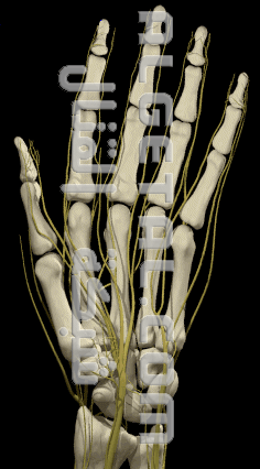 الدرس الثاني: تركيب الأصابع وطريقة عملها Hand_anatomy_nerves06