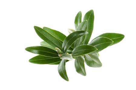 فوائد الزيتون Olive-leaf