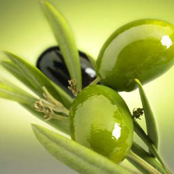 شجرة الزيتون Olea Tree  Olive