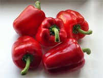 الفليفلة CAPSICUM ANNUUM 83-flefleh1