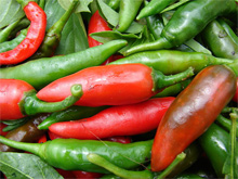 الفليفلة CAPSICUM ANNUUM 83-flefleh2