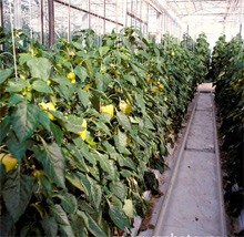 الفليفلة CAPSICUM ANNUUM 83-flefleh3